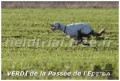 Setter Anglais VERDI DE LA PASSEE DE L'EPERON Setter Anglais VERDI DE LA PASSEE DE L'EPERON